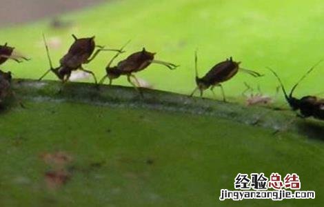 芥蓝的常见病害防治 防治芥蓝大根病