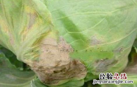 芥蓝的常见病害防治 防治芥蓝大根病