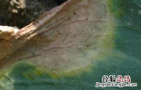 芥蓝的常见病害防治 防治芥蓝大根病