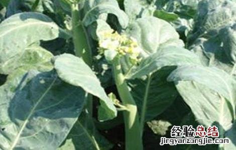 芥蓝的常见病害防治 防治芥蓝大根病