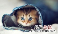 猫为什么砸东西 猫为什么砸东西咬人