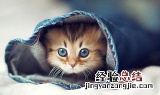 猫为什么砸东西 猫为什么砸东西咬人