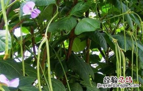 豇豆种植的注意事项有哪些 豇豆种植的注意事项