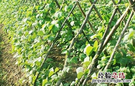 豇豆种植的注意事项有哪些 豇豆种植的注意事项