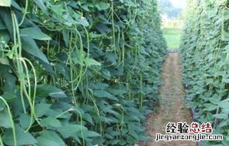 豇豆种植的注意事项有哪些 豇豆种植的注意事项