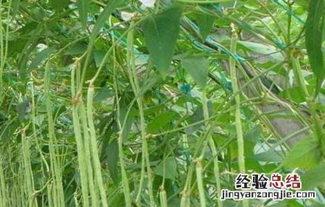 豇豆种植的注意事项有哪些 豇豆种植的注意事项