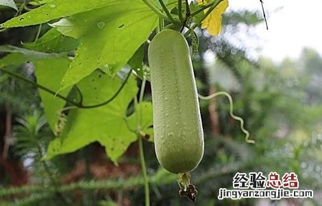 丝瓜发育不良怎么办 丝瓜发育不良怎么办图片