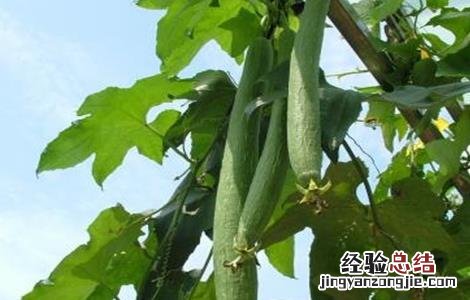 丝瓜发育不良怎么办 丝瓜发育不良怎么办图片