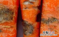 胡蘿蔔常見的病蟲害及防治方法