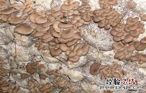 香菇畸形的原因及防治措施 香菇畸形的原因及防治措施图片
