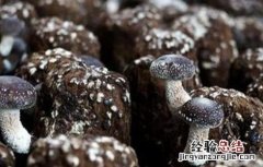 香菇畸形的原因及防治措施 香菇畸形的原因及防治措施图片