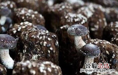 香菇畸形的原因及防治措施 香菇畸形的原因及防治措施图片