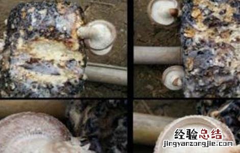 香菇畸形的原因及防治措施 香菇畸形的原因及防治措施图片