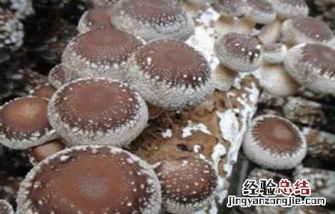 草菇菌丝徒长的原因 香菇菌丝徒长的原因及防治方法