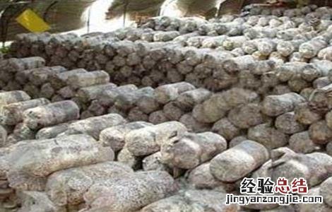 草菇菌丝徒长的原因 香菇菌丝徒长的原因及防治方法