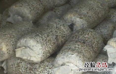 草菇菌丝徒长的原因 香菇菌丝徒长的原因及防治方法