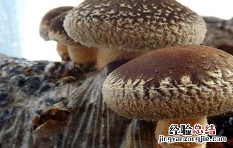 草菇菌丝徒长的原因 香菇菌丝徒长的原因及防治方法