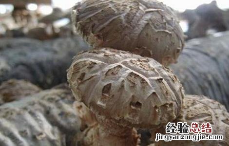香菇产量低的原因分析 香菇产量低的原因