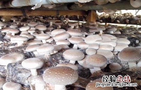 香菇产量低的原因分析 香菇产量低的原因