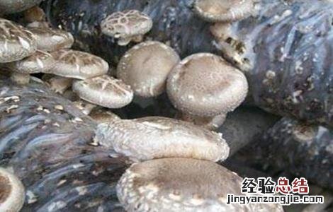 香菇产量低的原因分析 香菇产量低的原因