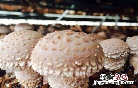 香菇产量低的原因分析 香菇产量低的原因