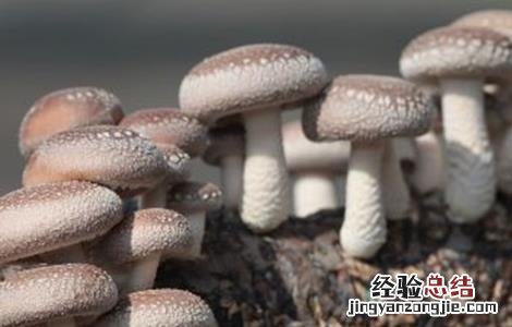 香菇产量低的原因分析 香菇产量低的原因