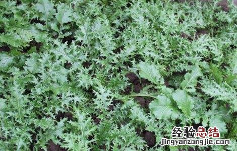 雪里红种植技术视频 雪里红种植技术