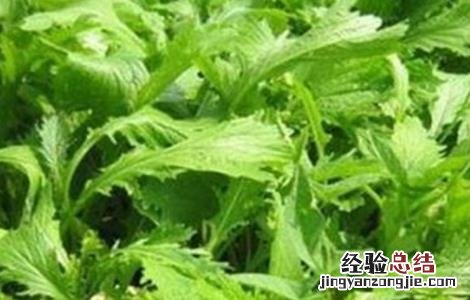 雪里红种植技术视频 雪里红种植技术