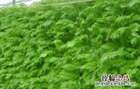 雪里红种植技术视频 雪里红种植技术