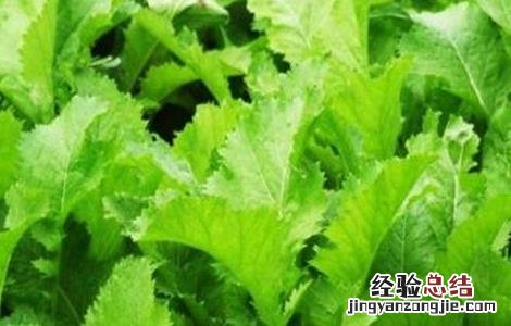 雪里红种植技术视频 雪里红种植技术