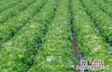 雪里红种植技术视频 雪里红种植技术