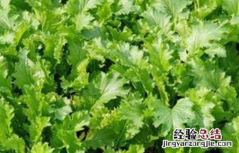 雪里红种植技术视频 雪里红种植技术