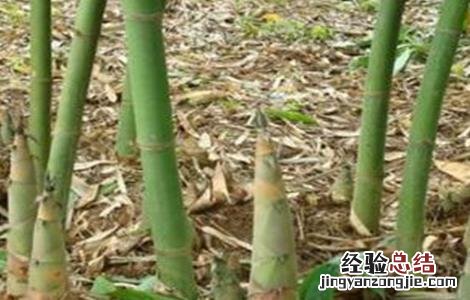 竹笋的种植技术 竹笋的种植技术与管理