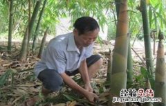 竹笋的种植技术 竹笋的种植技术与管理