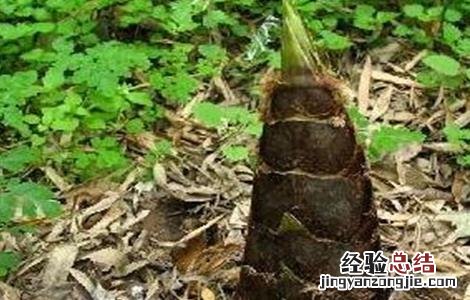 竹笋的种植技术 竹笋的种植技术与管理