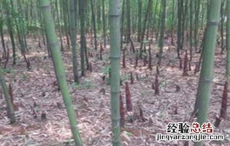 竹笋的种植技术 竹笋的种植技术与管理