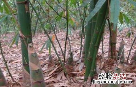 竹笋的种植技术 竹笋的种植技术与管理