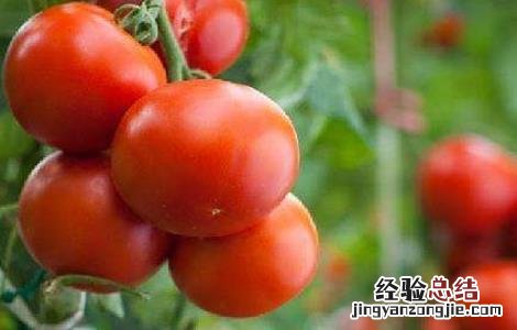 西红柿空心的原因及防治 西红柿空心病