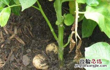 土豆怎么才能高产 土豆怎样才能高产