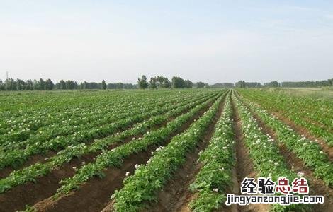土豆怎么才能高产 土豆怎样才能高产