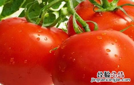 西红柿挂不住果怎么办 西红柿坐不住果怎么办
