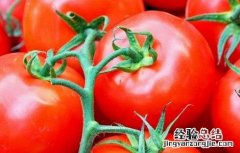 西红柿挂不住果怎么办 西红柿坐不住果怎么办