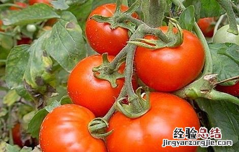 西红柿挂不住果怎么办 西红柿坐不住果怎么办