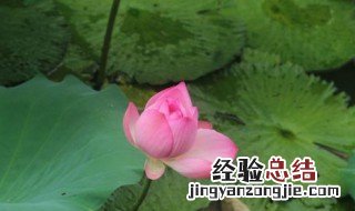 一枝独秀不是春的意思 一枝独秀不是春下一句是什么?