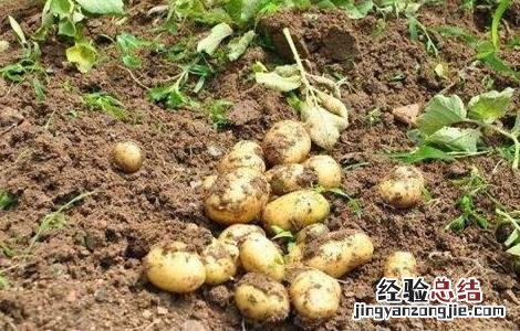 土豆的田间管理 土豆的田间管理方法
