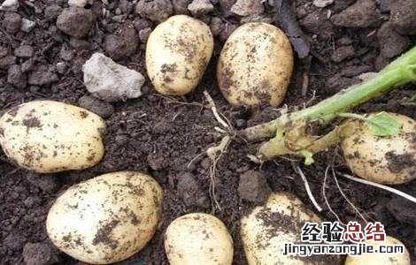 土豆的田间管理 土豆的田间管理方法