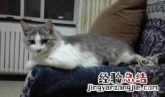 大猫为什么不回家的原因 大猫为什么不回家