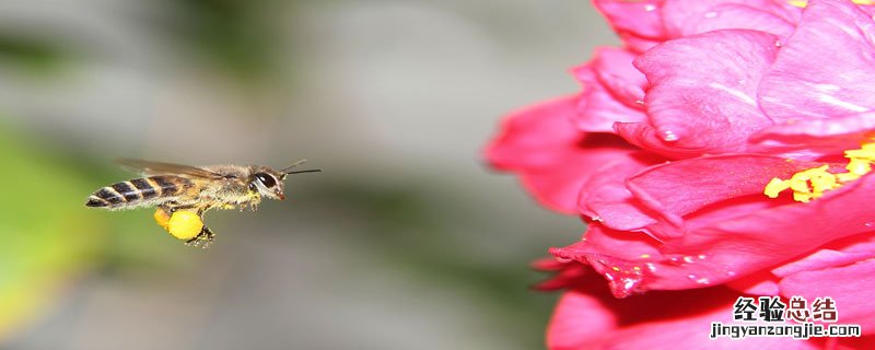 蜜蜂中毒用多少阿托品 蜜蜂中毒阿托品用量