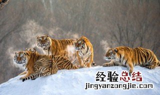 爬山虎的名字有哪些 有山的虎宝宝名字