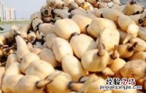 莲藕种植的环境要求有哪些 莲藕种植的环境要求